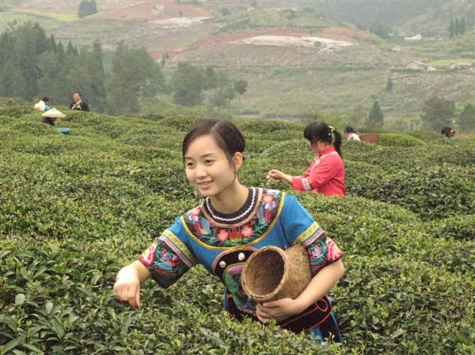 中国黄茶网